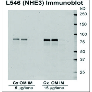 Anti-SLC9A3 antibody produced in rabbit，100UG，SAB5200102-100UG，Sigma