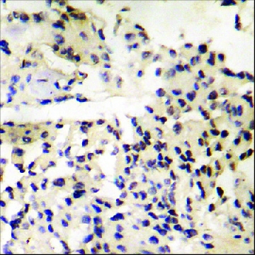 Anti-phospho-MDM4 (pSer³⁶⁷) antibody produced in rabbit，100UG，SAB4504711-100UG，Sigma
