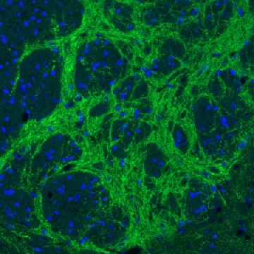 Monoclonal Anti-VGAT antibody produced in mouse，100UL，AMAB91043-100UL，Sigma