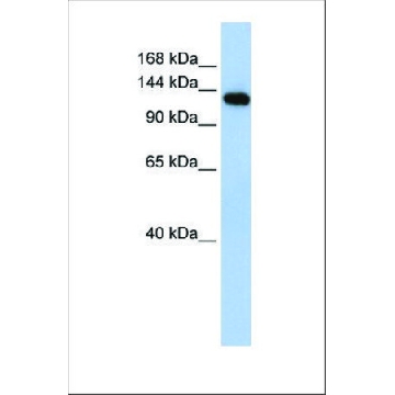 Anti-MYBPC2 antibody produced in rabbit，100UL，SAB2108180-100UL，Sigma