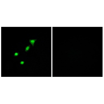 Anti-REQU antibody produced in rabbit，100UG，SAB4502621-100UG，Sigma