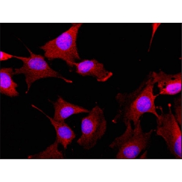 Anti-GLUT4 (C-terminal) antibody produced in rabbit，200UL，G4048-200UL，Sigma