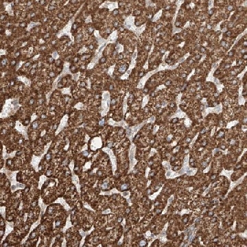 Anti-CEP162 antibody produced in rabbit，100UL，HPA030173-100UL，Sigma