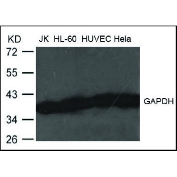 抗-GAPDH 兔抗，100UG，SAB4300645-100UG，Sigma