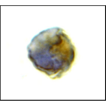 Anti-TLR8 antibody produced in rabbit，100UG，SAB3500307-100UG，Sigma