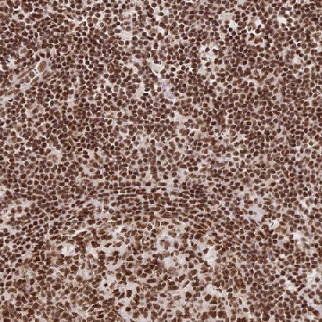 Anti-SRSF1 antibody produced in rabbit，100UL，HPA061301-100UL，Sigma