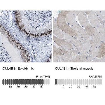 抗-CUL4B 兔抗，100UL，HPA011880-100UL，Sigma
