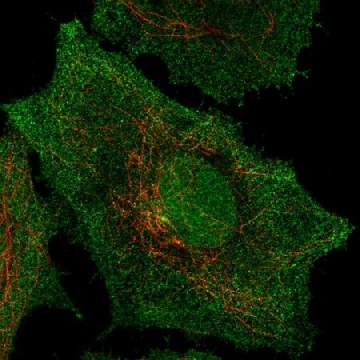 Anti-SPPL2B antibody produced in rabbit，100UL，HPA039292-100UL，Sigma