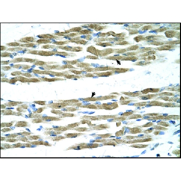 抗-MYC，100UL，SAB2108476-100UL，Sigma