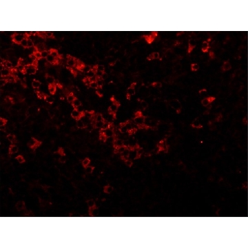 抗-山羊 IgG（全分子）-Cy3 兔抗，1ML，C2821-1ML，Sigma