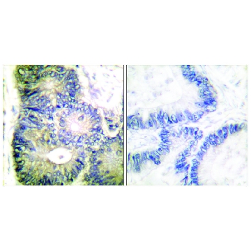 Anti-Cytochrome c antibody produced in rabbit，100UG，SAB4502234-100UG，Sigma