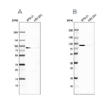 Anti-DPP3 antibody produced in rabbit，100UL，HPA035780-100UL，Sigma