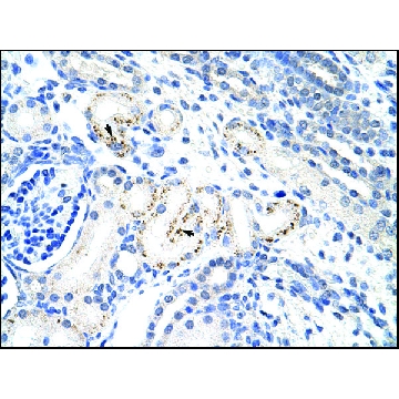 Anti-MyC antibody produced in rabbit，100UL，AV38156-100UL，Sigma