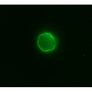 Anti-Cat IgG (whole molecule)−FITC antibody produced in goat，2ML，F4262-2ML，Sigma