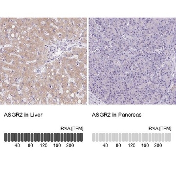 Anti-ASGR2 antibody produced in rabbit，100UL，HPA014899-100UL，Sigma