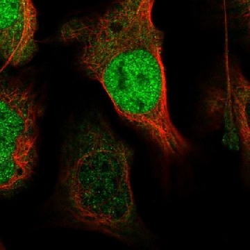 Anti-XPO4 antibody produced in rabbit，100UL，HPA053768-100UL，Sigma