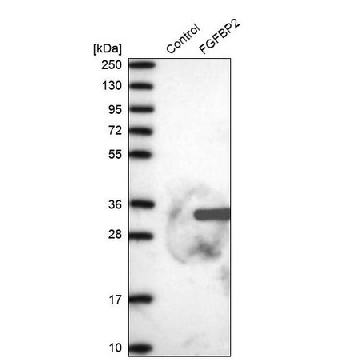 Anti-FGFBP2 antibody produced in rabbit，100UL，HPA039180-100UL，Sigma