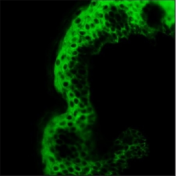 Monoclonal Anti-Cytokeratin, pan antibody produced in mouse，100UL，C2931-100UL，Sigma
