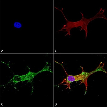 Monoclonal Anti-Glun2A/Nr2A antibody produced in mouse，100UG，SAB5200978-100UG，Sigma