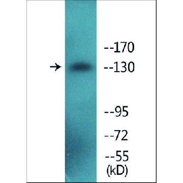 Anti-phospho-IRS-1 (pSer³⁰⁷) antibody produced in rabbit，100UG，SAB4504442-100UG，Sigma