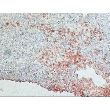 Monoclonal Anti-Rabbit Immunoglobulins–Peroxidase antibody produced in mouse，1VIAL，A2074-1VL，Sigma