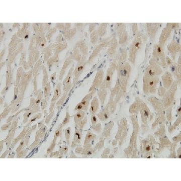 Monoclonal Anti-TTN antibody produced in mouse，100UG，SAB1400284-100UG，Sigma