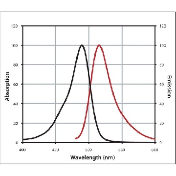Anti-Mouse IgG (H+L), highly cross-adsorbed, CF™ 488A antibody produced in goat，50UL，SAB4600043-50UL，Sigma