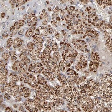 Anti-SLC30A9 antibody produced in rabbit，100UL，HPA004014-100UL，Sigma