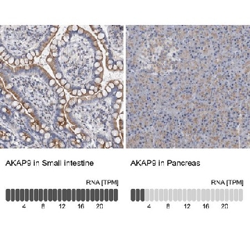 Anti-AKAP9 antibody produced in rabbit，100UL，HPA026109-100UL，Sigma