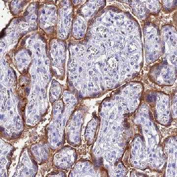 Anti-FGF7 antibody produced in rabbit，100UL，HPA043605-100UL，Sigma