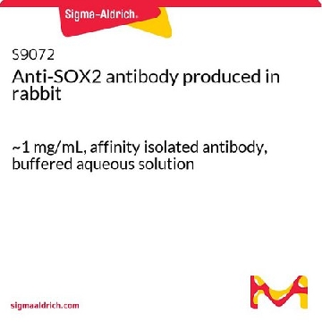 抗-SOX2 兔抗，100UG，S9072-100UG，Sigma