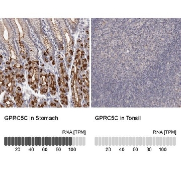 Anti-GPRC5C antibody produced in rabbit，100UL，HPA029776-100UL，Sigma