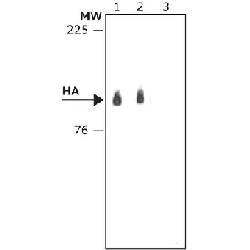 抗-HA−过氧化物酶抗体，小鼠单克隆 小鼠抗，1VIAL，H6533-1VL，Sigma
