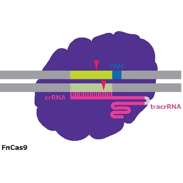 FnCas9 Protein，50UG，FNCAS9PROT-50UG，Sigma