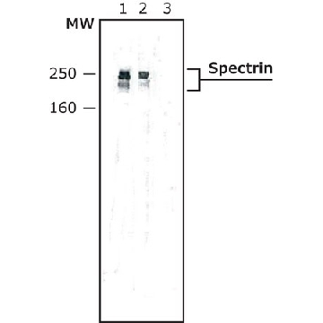 Anti-Spectrin antibody produced in rabbit，0.2ML，S1515-.2ML，Sigma