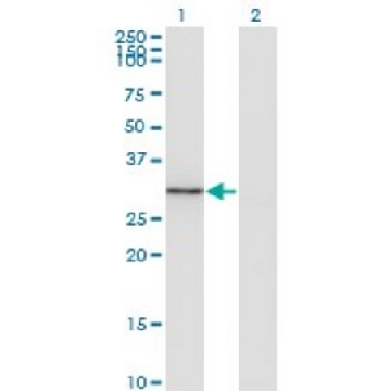 Monoclonal Anti-FGL1 antibody produced in mouse，100UG，WH0002267M1-100UG，Sigma