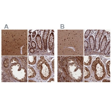 Anti-NAE1 antibody produced in rabbit，100UL，HPA042041-100UL，Sigma