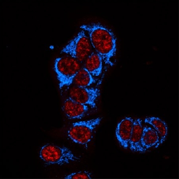 Anti-Guinea Pig IgG (H+L), highly cross-adsorbed, CF™405S antibody produced in donkey，50UL，SAB4600230-50UL，Sigma