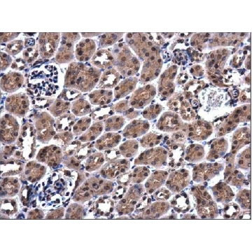 Anti-ZC3H12A antibody produced in rabbit，100UL，SAB2701079-100UL，Sigma