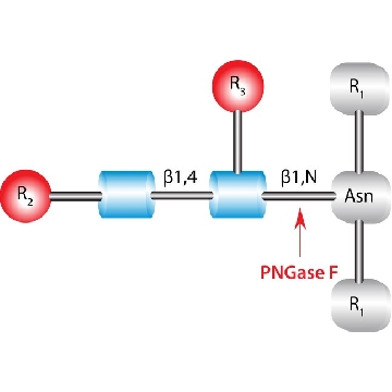 PNGase F脑膜炎沙门氏菌，50UNITS，G1549-50UN，Sigma