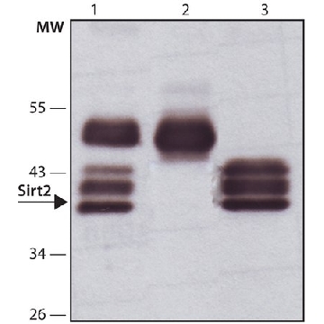 抗  Sirt2 兔抗，25UL，S8447-25UL，Sigma