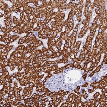 Anti-ISCA1 antibody produced in rabbit，100UL，HPA042789-100UL，Sigma