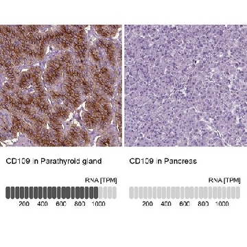 Anti-CD109 antibody produced in rabbit，100UL，HPA015723-100UL，Sigma