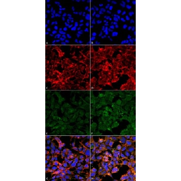 Monoclonal Anti-Malondialdehyde antibody produced in mouse，100UG，SAB5202544-100UG，Sigma