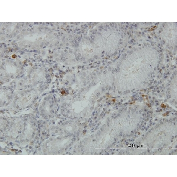 Monoclonal Anti-FGL2 antibody produced in mouse，100UG，WH0010875M1-100UG，Sigma