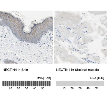 抗-NECTIN4 兔抗，100UL，HPA010775-100UL，Sigma