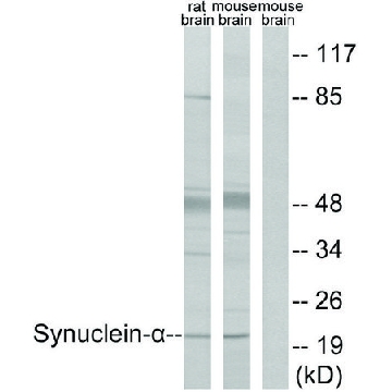 Anti-Synuclein-α antibody produced in rabbit，100UG，SAB4502829-100UG，Sigma