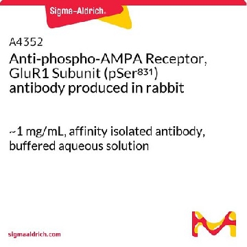 Anti-phospho-AMPA Receptor, GluR1 Subunit (pSer⁸³¹) antibody produced in rabbit，150UL，A4352-150UL，Sigma