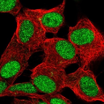 Anti-ZBED6 antibody produced in rabbit，100UL，HPA068807-100UL，Sigma