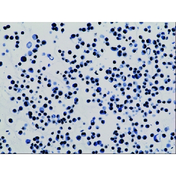 Anti-Acetyl-Histone H3 (Lys9) antibody, Rabbit monoclonal，100UG，SAB5600232-100UG，Sigma